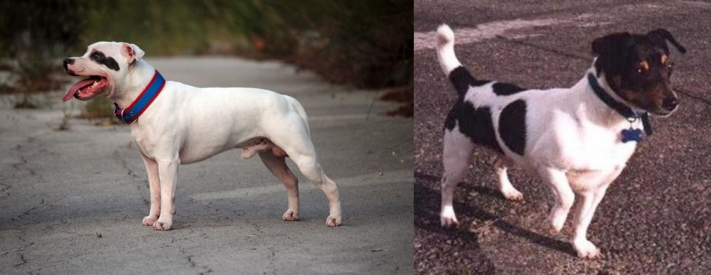 Teddy Roosevelt Terrier vs Staffordshire Bull Terrier - Breed Comparison