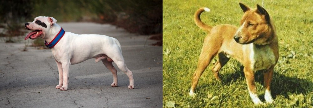 Telomian vs Staffordshire Bull Terrier - Breed Comparison