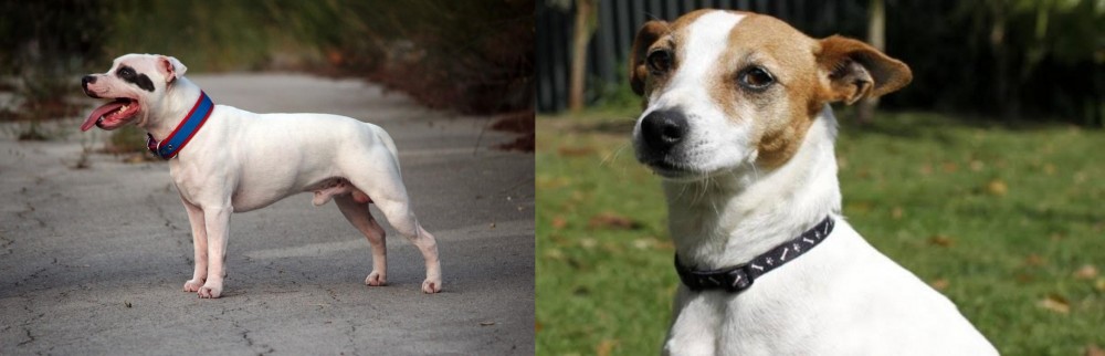 Tenterfield Terrier vs Staffordshire Bull Terrier - Breed Comparison