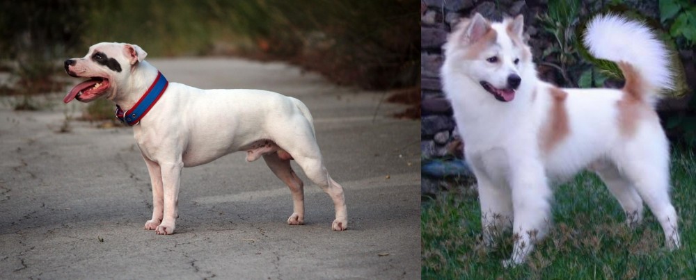 Thai Bangkaew vs Staffordshire Bull Terrier - Breed Comparison