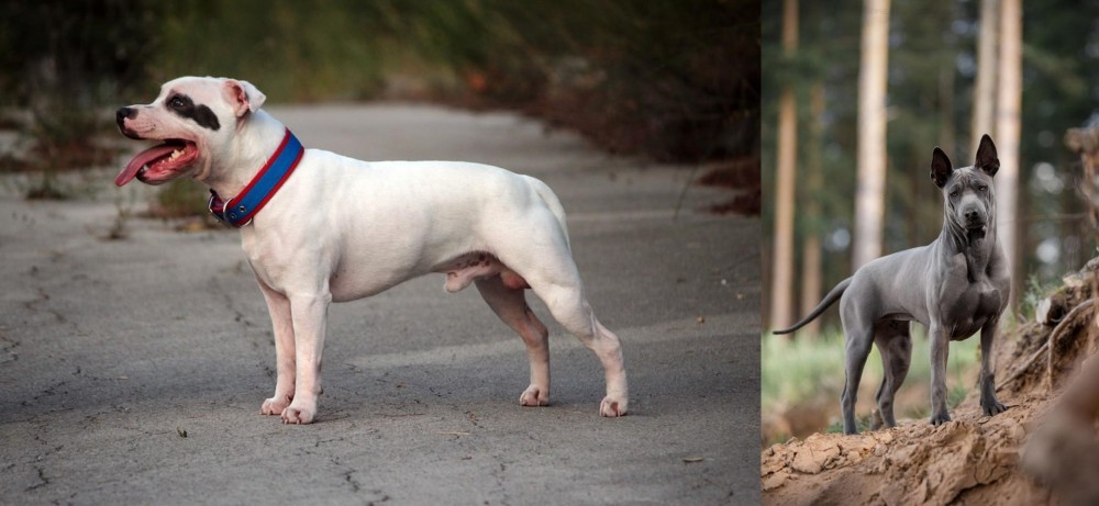 Thai Ridgeback vs Staffordshire Bull Terrier - Breed Comparison