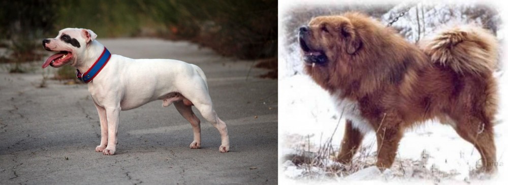 Tibetan Kyi Apso vs Staffordshire Bull Terrier - Breed Comparison
