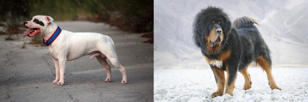 Tibetan Mastiff vs Staffordshire Bull Terrier - Breed Comparison