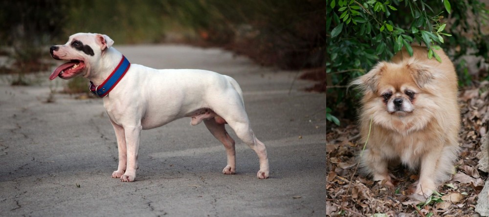 Tibetan Spaniel vs Staffordshire Bull Terrier - Breed Comparison