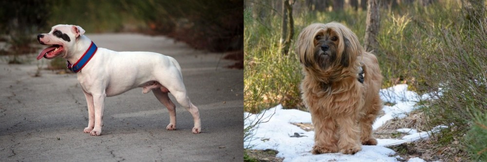 Tibetan Terrier vs Staffordshire Bull Terrier - Breed Comparison