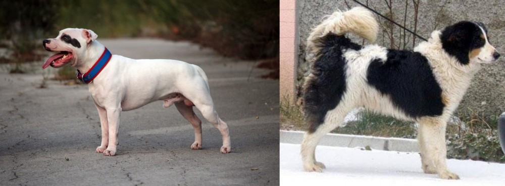 Tornjak vs Staffordshire Bull Terrier - Breed Comparison