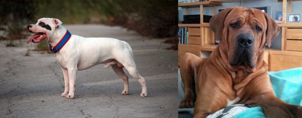Tosa vs Staffordshire Bull Terrier - Breed Comparison