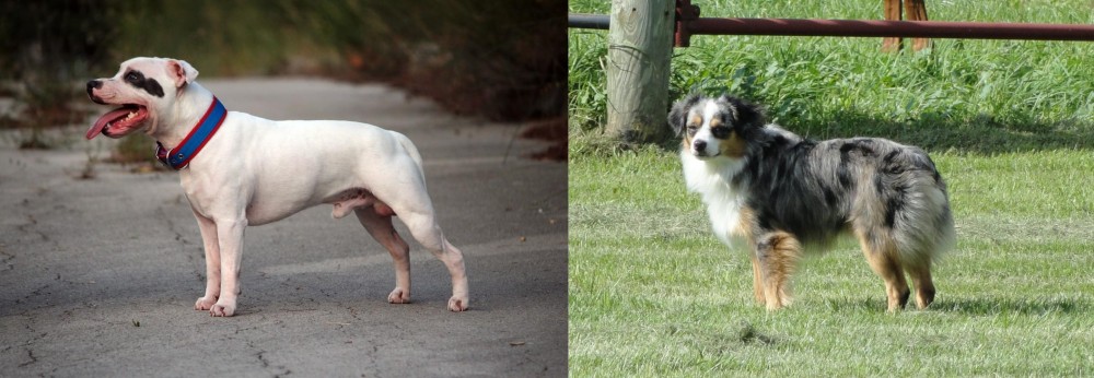 Toy Australian Shepherd vs Staffordshire Bull Terrier - Breed Comparison