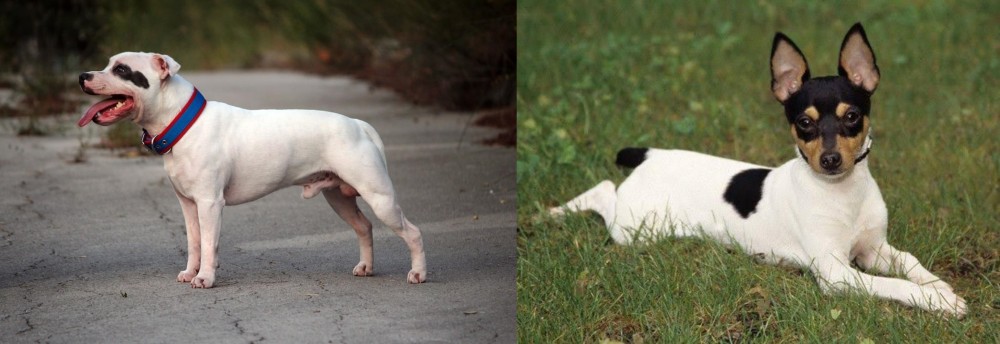 Toy Fox Terrier vs Staffordshire Bull Terrier - Breed Comparison