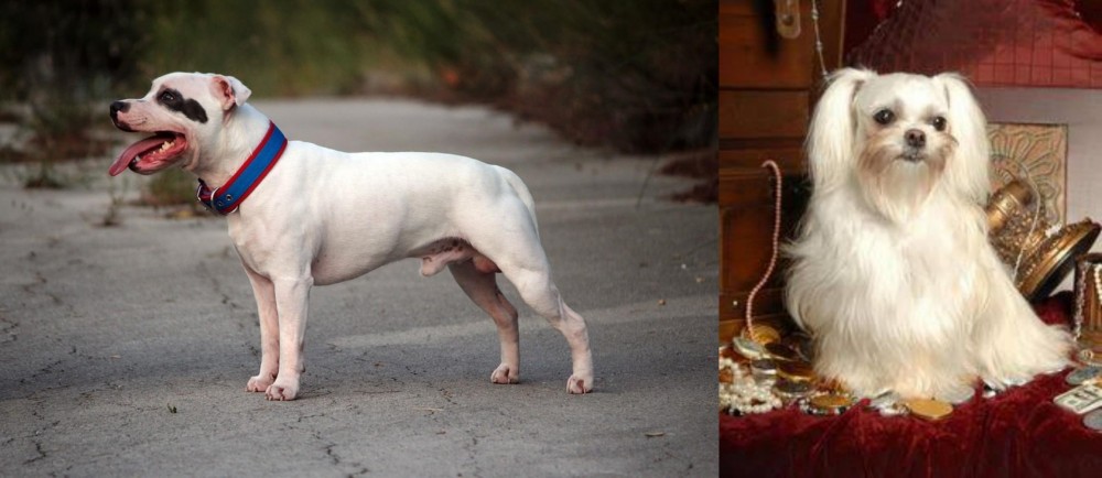 Toy Mi-Ki vs Staffordshire Bull Terrier - Breed Comparison