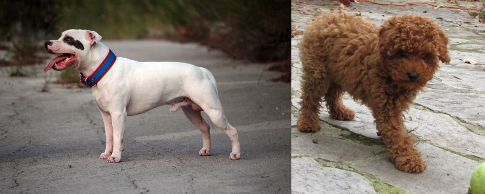 Toy Poodle vs Staffordshire Bull Terrier - Breed Comparison