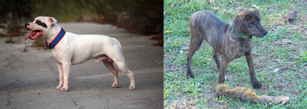 Treeing Cur vs Staffordshire Bull Terrier - Breed Comparison