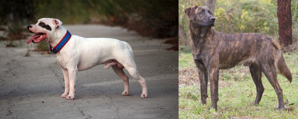 Treeing Tennessee Brindle vs Staffordshire Bull Terrier - Breed Comparison