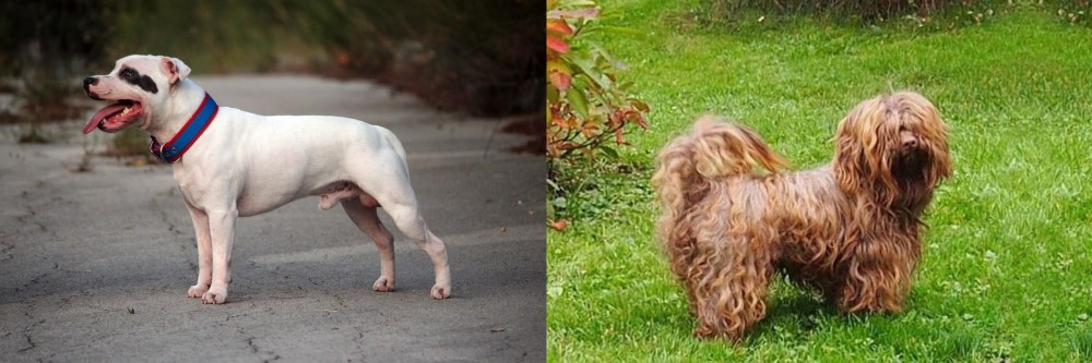 Tsvetnaya Bolonka vs Staffordshire Bull Terrier - Breed Comparison