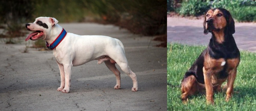 Tyrolean Hound vs Staffordshire Bull Terrier - Breed Comparison