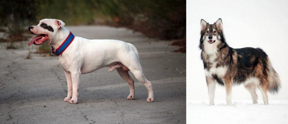 Utonagan vs Staffordshire Bull Terrier - Breed Comparison