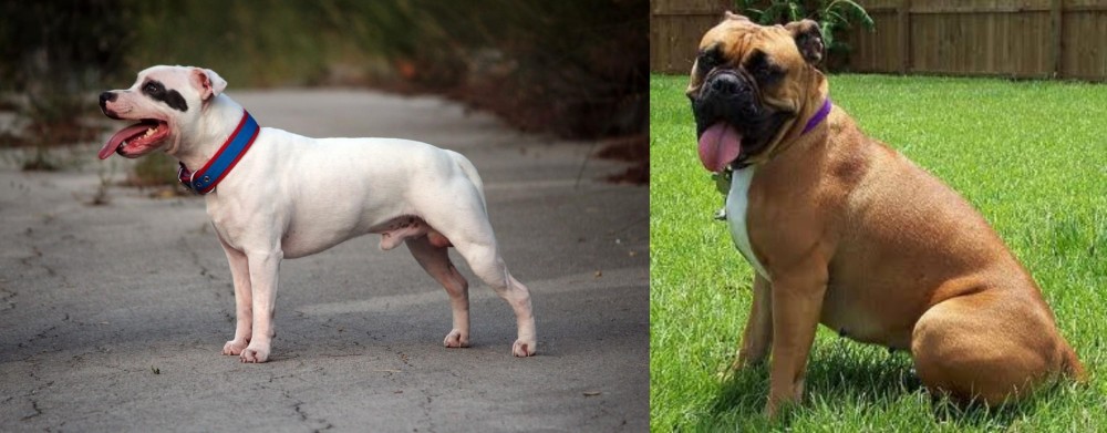 Valley Bulldog vs Staffordshire Bull Terrier - Breed Comparison