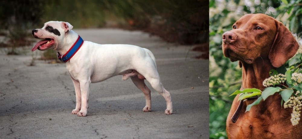 Vizsla vs Staffordshire Bull Terrier - Breed Comparison