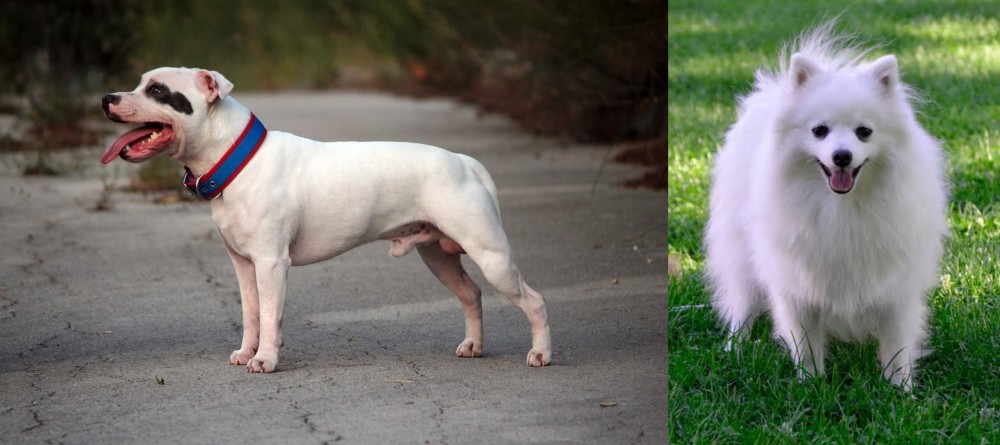 Volpino Italiano vs Staffordshire Bull Terrier - Breed Comparison