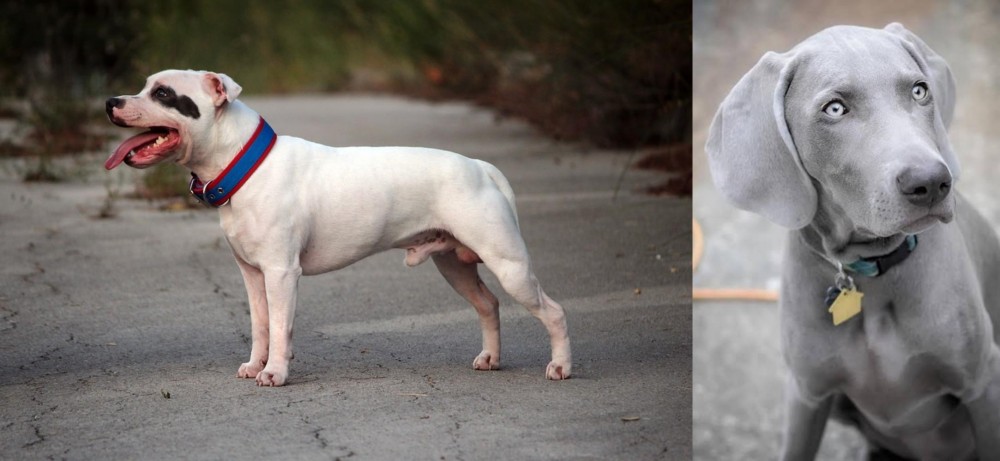 Weimaraner vs Staffordshire Bull Terrier - Breed Comparison