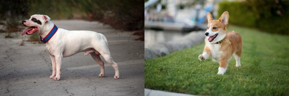 Welsh Corgi vs Staffordshire Bull Terrier - Breed Comparison