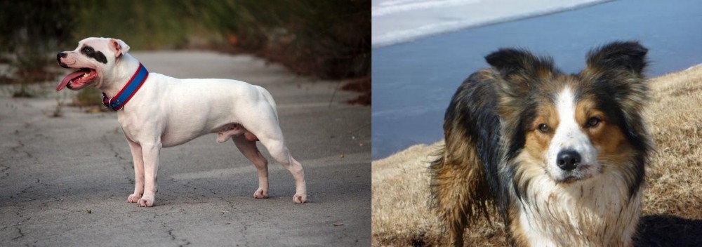 Welsh Sheepdog vs Staffordshire Bull Terrier - Breed Comparison