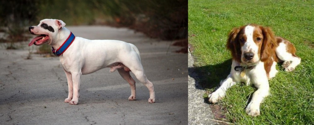 Welsh Springer Spaniel vs Staffordshire Bull Terrier - Breed Comparison
