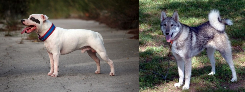 West Siberian Laika vs Staffordshire Bull Terrier - Breed Comparison