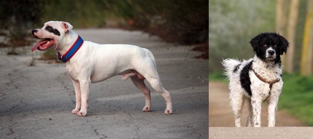 Wetterhoun vs Staffordshire Bull Terrier - Breed Comparison