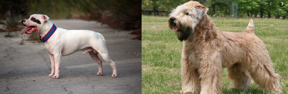 Wheaten Terrier vs Staffordshire Bull Terrier - Breed Comparison