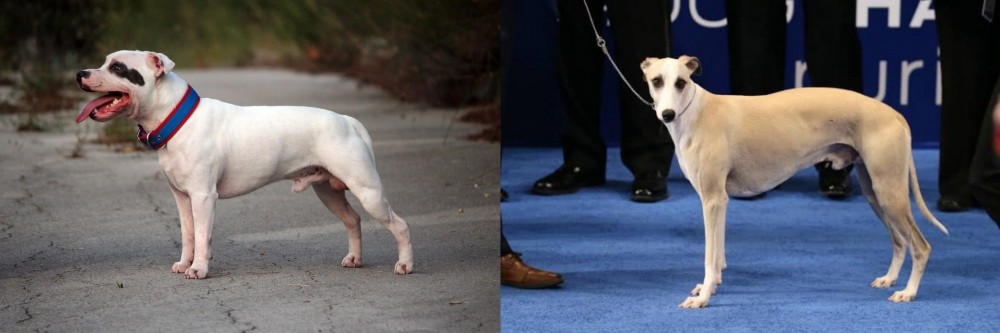 Whippet vs Staffordshire Bull Terrier - Breed Comparison