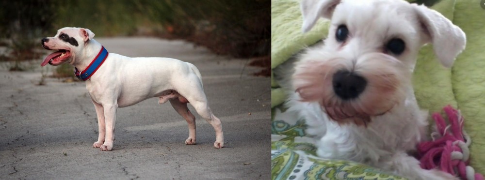White Schnauzer vs Staffordshire Bull Terrier - Breed Comparison