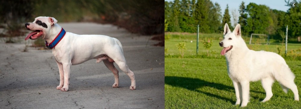 White Shepherd vs Staffordshire Bull Terrier - Breed Comparison