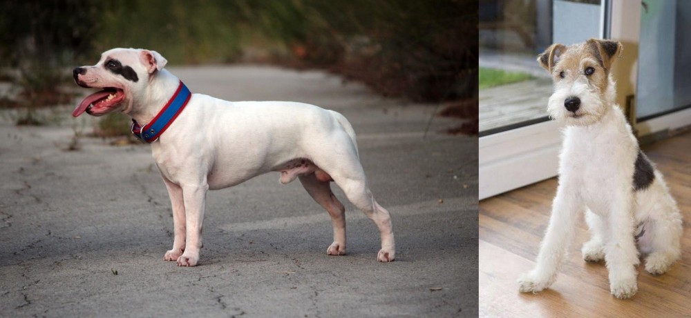 Wire Fox Terrier vs Staffordshire Bull Terrier - Breed Comparison