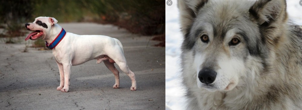 Wolfdog vs Staffordshire Bull Terrier - Breed Comparison