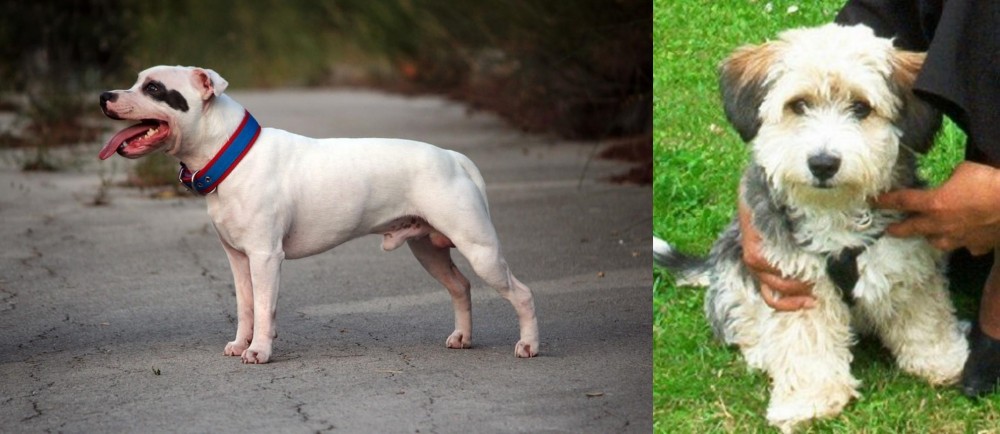 Yo-Chon vs Staffordshire Bull Terrier - Breed Comparison