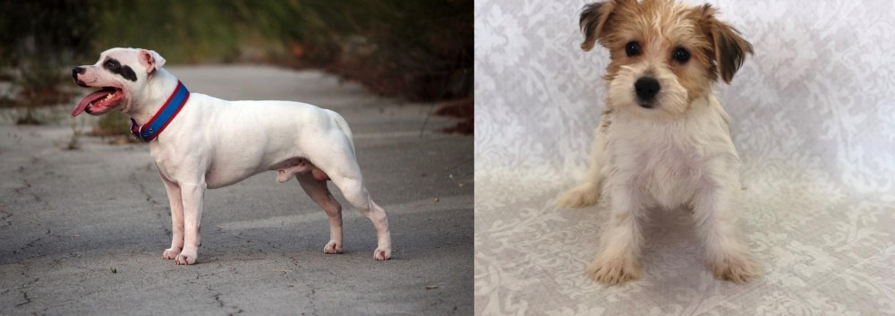Yochon vs Staffordshire Bull Terrier - Breed Comparison