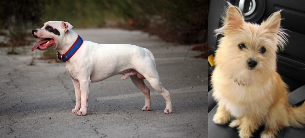 Yoranian vs Staffordshire Bull Terrier - Breed Comparison