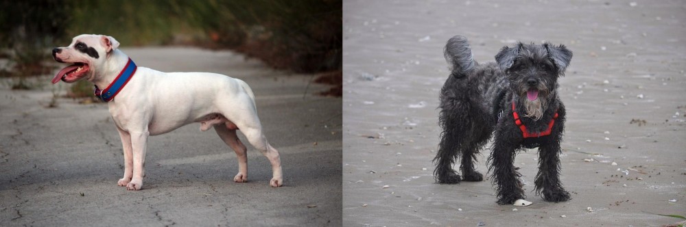 YorkiePoo vs Staffordshire Bull Terrier - Breed Comparison