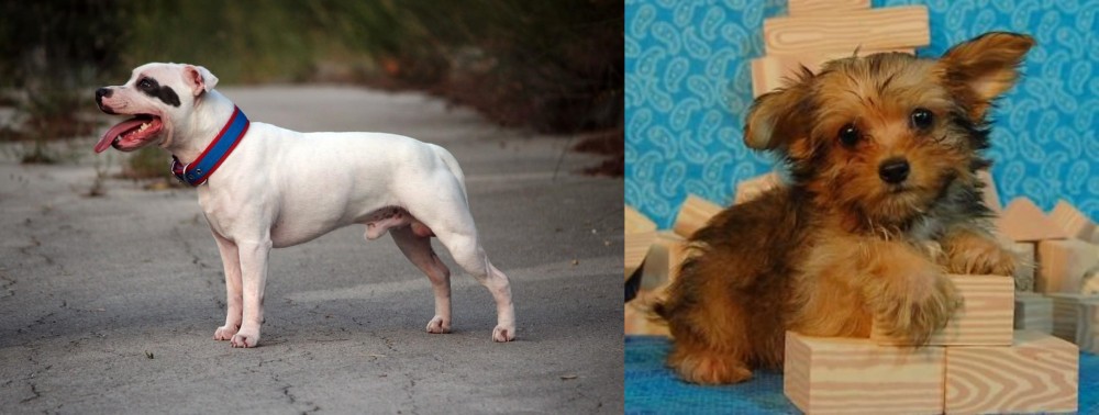 Yorkillon vs Staffordshire Bull Terrier - Breed Comparison