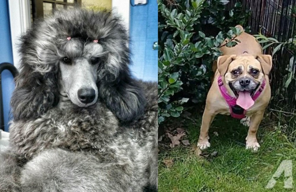 Beabull vs Standard Poodle - Breed Comparison