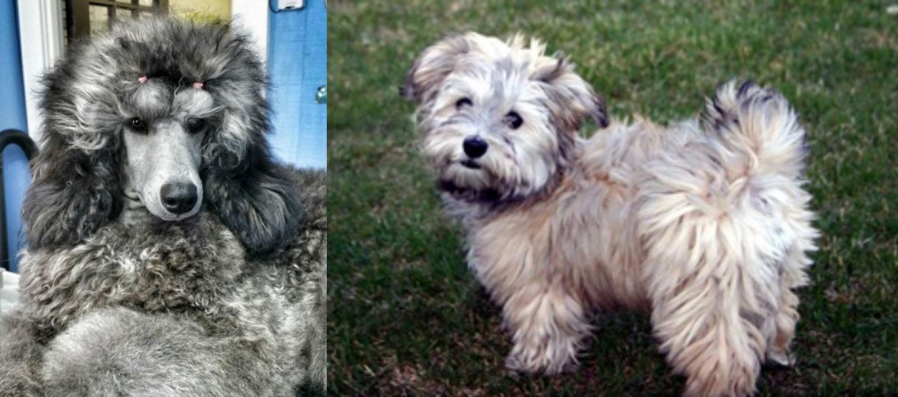 Havapoo vs Standard Poodle - Breed Comparison
