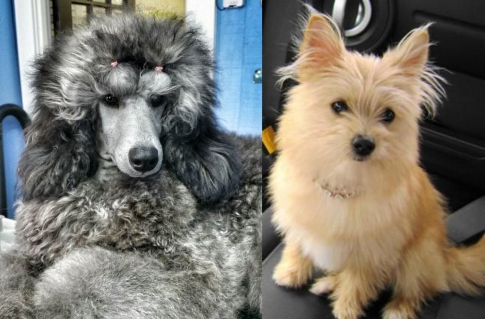 Yoranian vs Standard Poodle - Breed Comparison