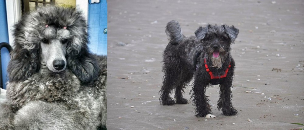 YorkiePoo vs Standard Poodle - Breed Comparison