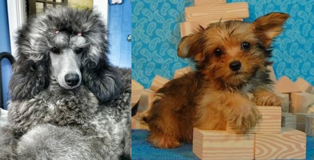 Yorkillon vs Standard Poodle - Breed Comparison