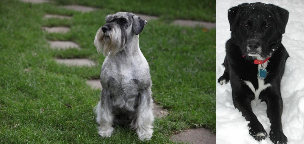 St. John's Water Dog vs Standard Schnauzer - Breed Comparison