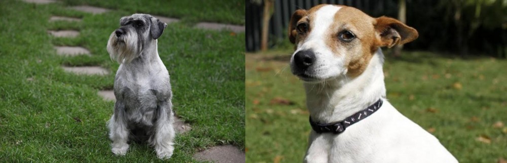 Tenterfield Terrier vs Standard Schnauzer - Breed Comparison