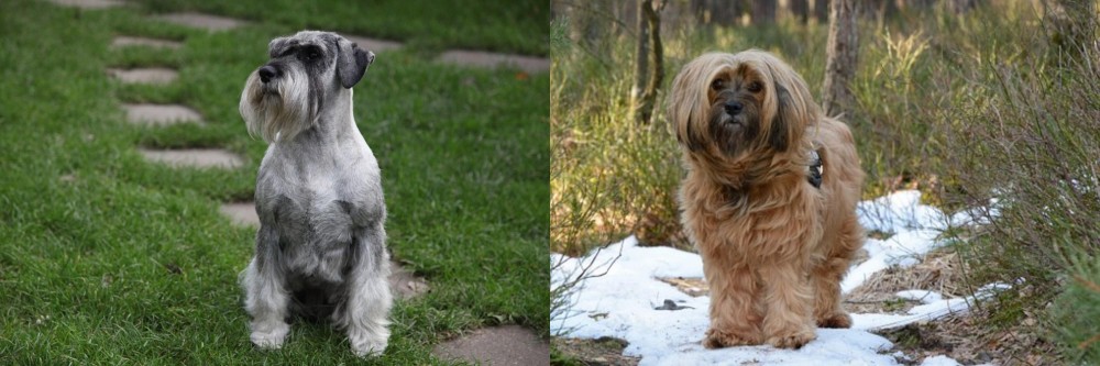 Tibetan Terrier vs Standard Schnauzer - Breed Comparison
