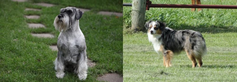 Toy Australian Shepherd vs Standard Schnauzer - Breed Comparison