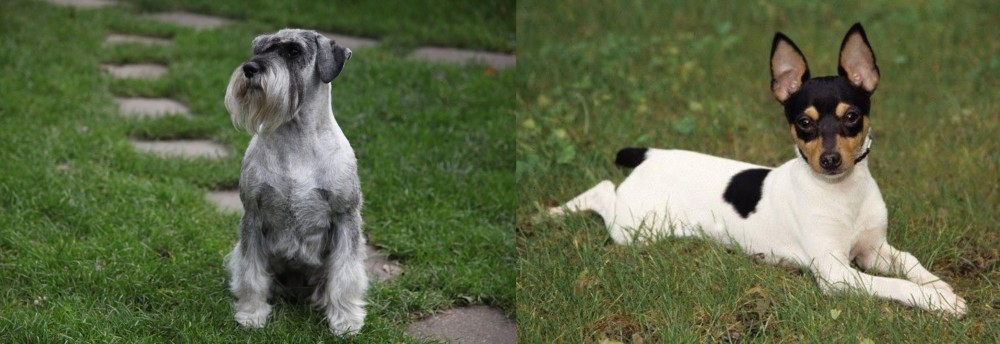 Toy Fox Terrier vs Standard Schnauzer - Breed Comparison